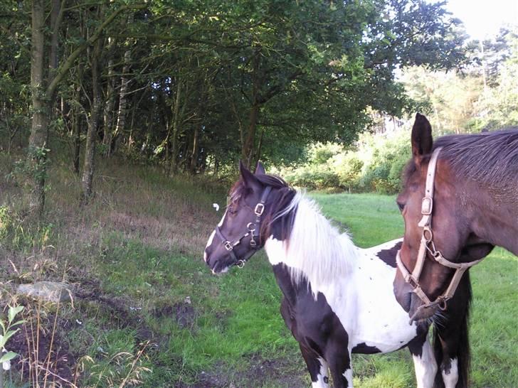 Anden særlig race Prins<3 - Prins & Malibu<3 billede 4