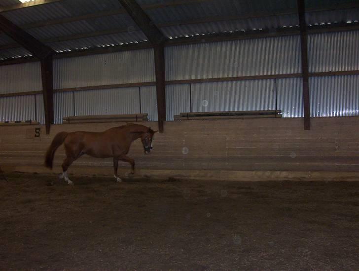 Dansk Varmblod -*Samuraj*- - 13) billede 13