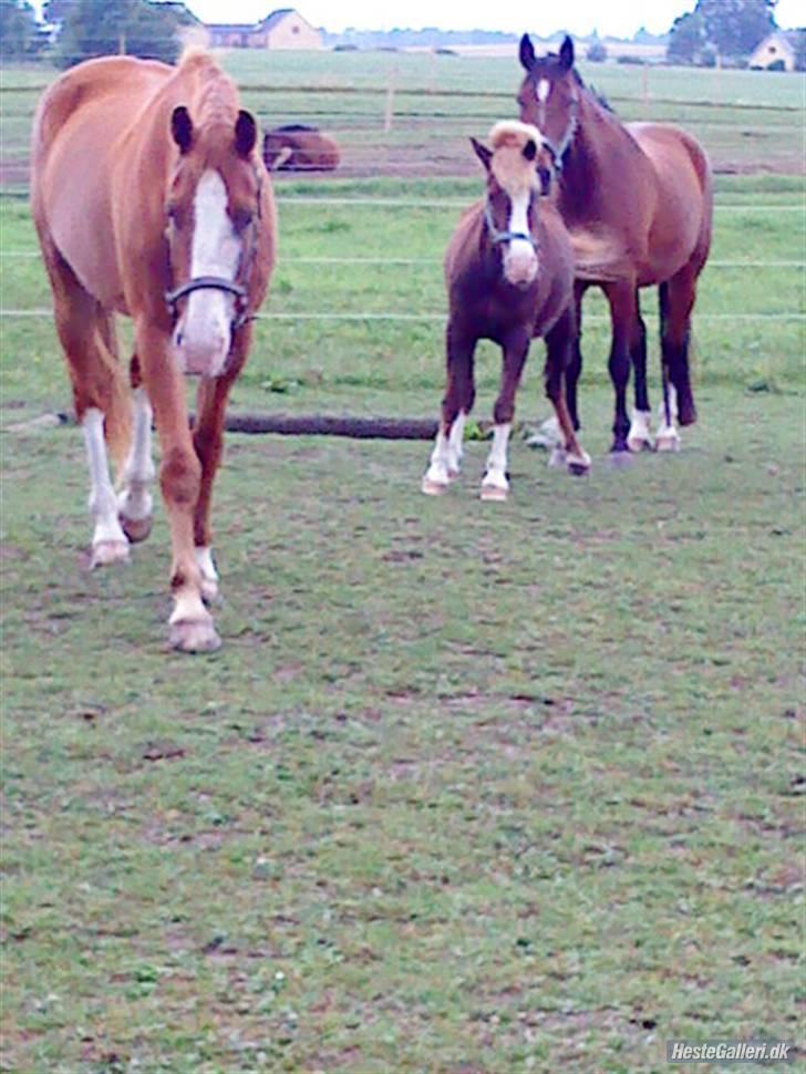 Dansk Varmblod -*Samuraj*- - 14)samy hygger sig med sine venner... den lille er jonathan.. og den store smukke er ivanhoe  samuraj bedste ven<3 billede 14