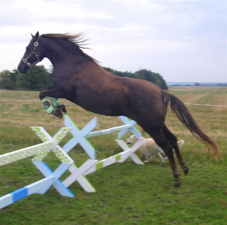 DSP Dutchy - Løsspring for 3 gang d. 25/8 2009 billede 7