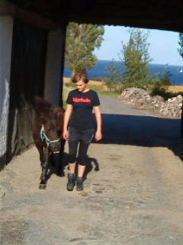 Shetlænder Black Action  billede 10