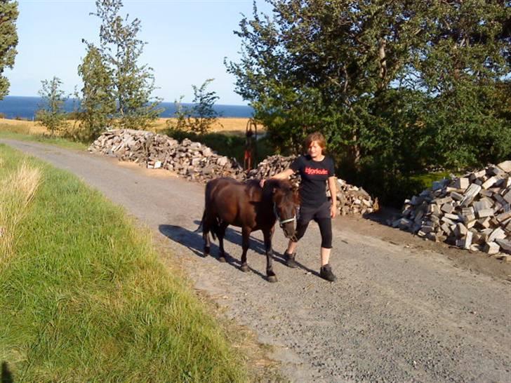 Shetlænder Black Action  billede 11