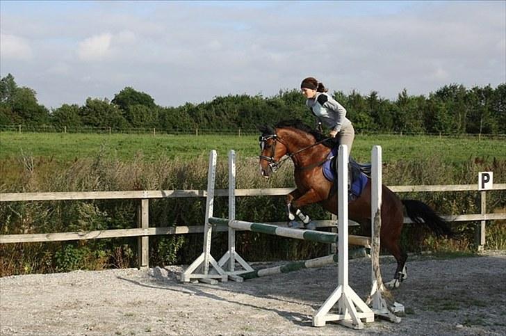 DSP Klintedalens Mikado *turboprins* - Min stjerne<3 billede 12