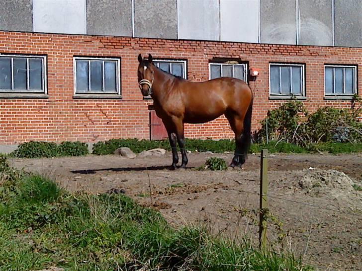 Anden særlig race Naja billede 3