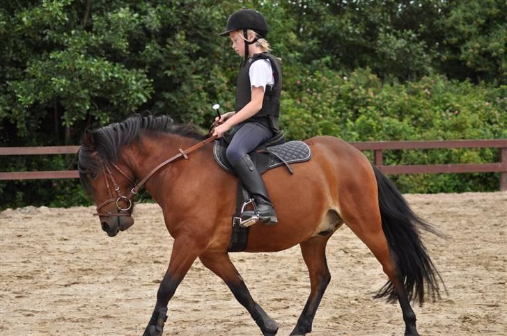 Anden særlig race Tyson<3* SOLGT <3* billede 11