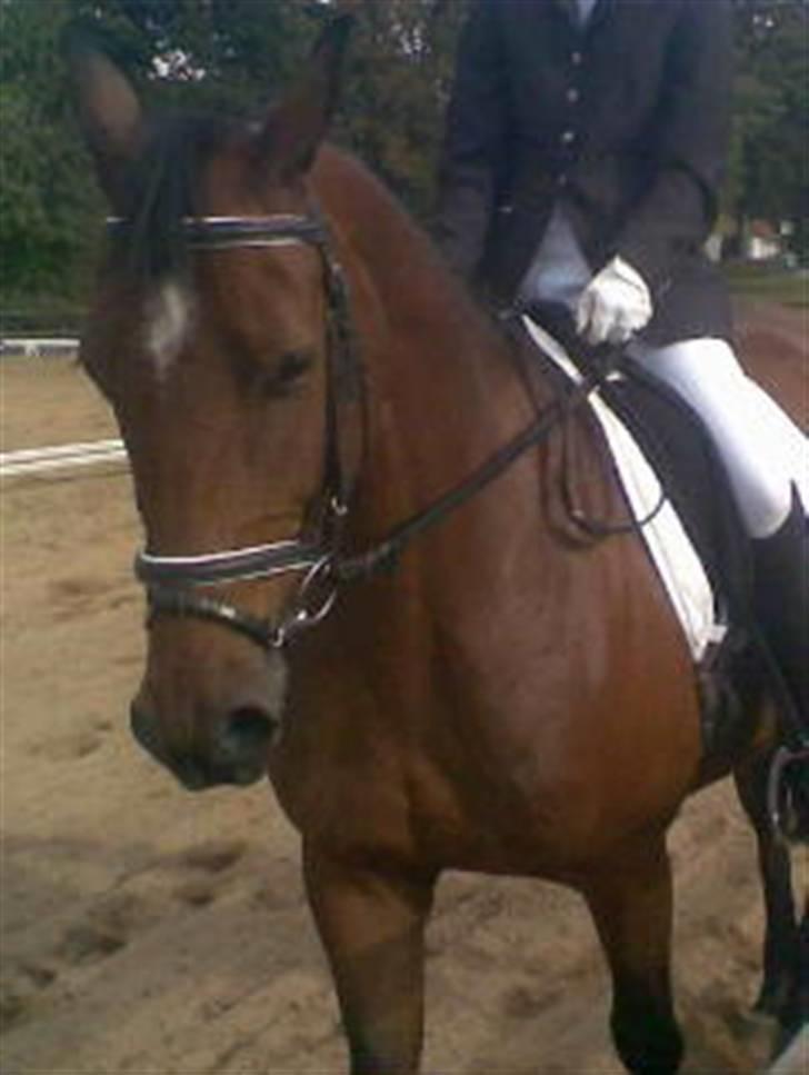 Anden særlig race Naja billede 4