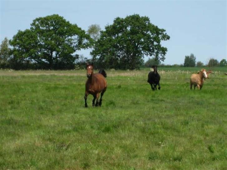 Anden særlig race Naja billede 5
