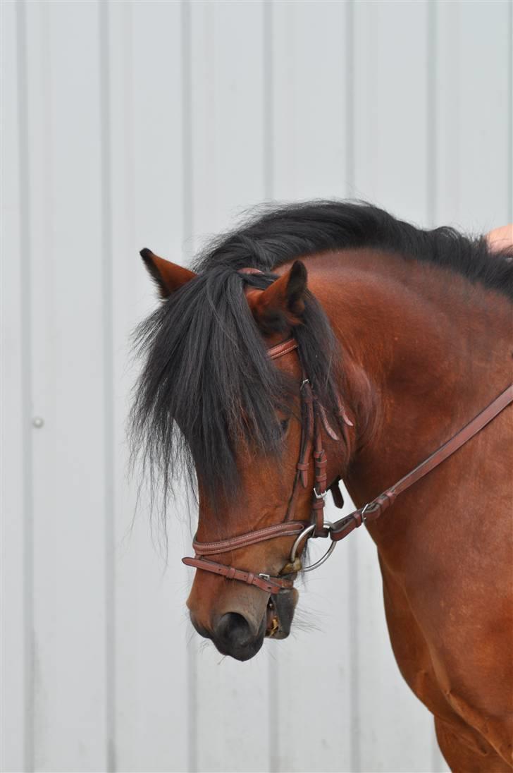 Anden særlig race Tyson<3* SOLGT <3* - tyson!<3 <3 billede 13