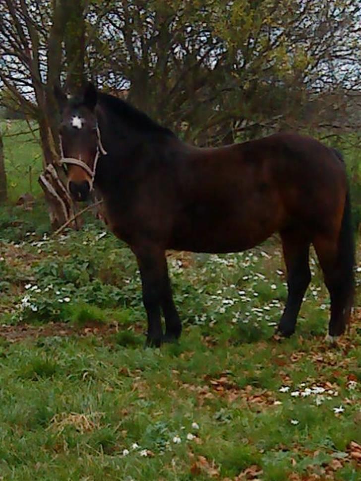 Anden særlig race Laura billede 1