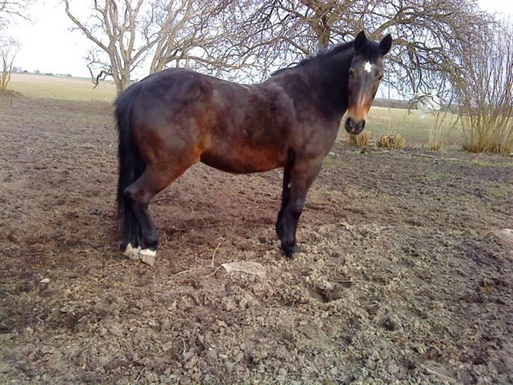 Anden særlig race Laura billede 2