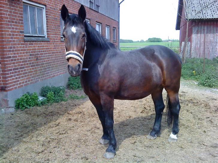 Anden særlig race Laura billede 3