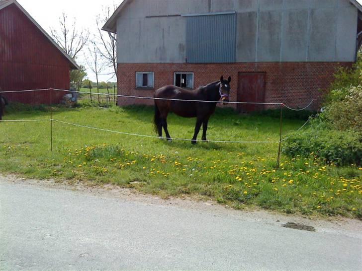 Anden særlig race Laura billede 4