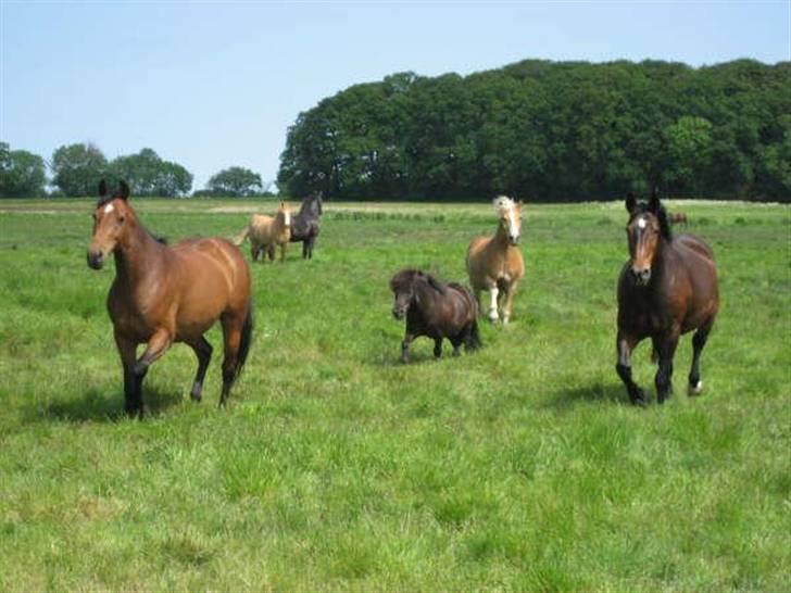 Anden særlig race Laura billede 5