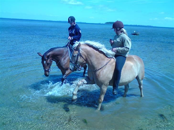 Haflinger Xander billede 4