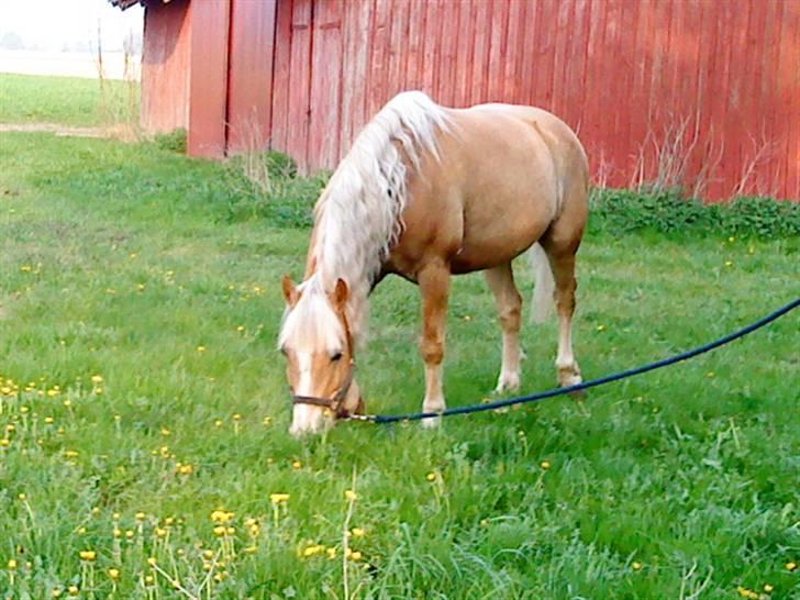Haflinger Xander billede 5