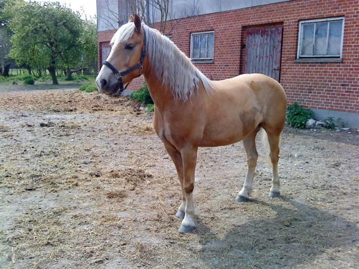 Haflinger Xander billede 7