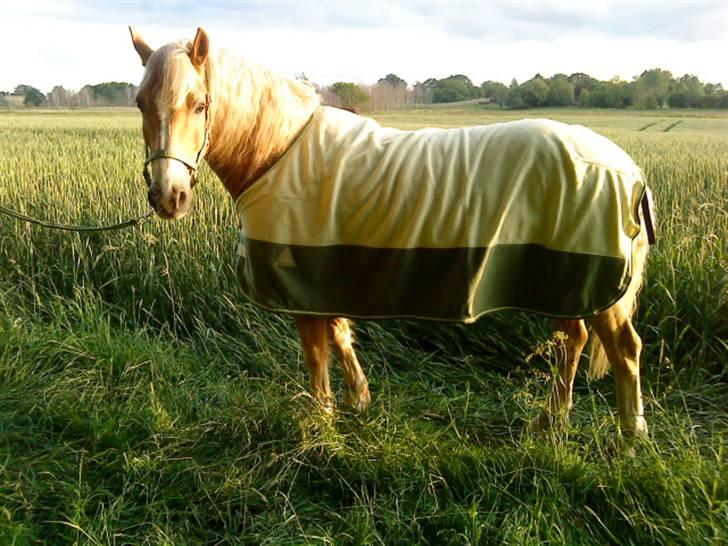 Haflinger Xander billede 8