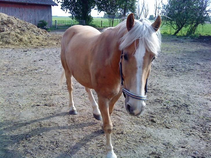 Haflinger Xander billede 9