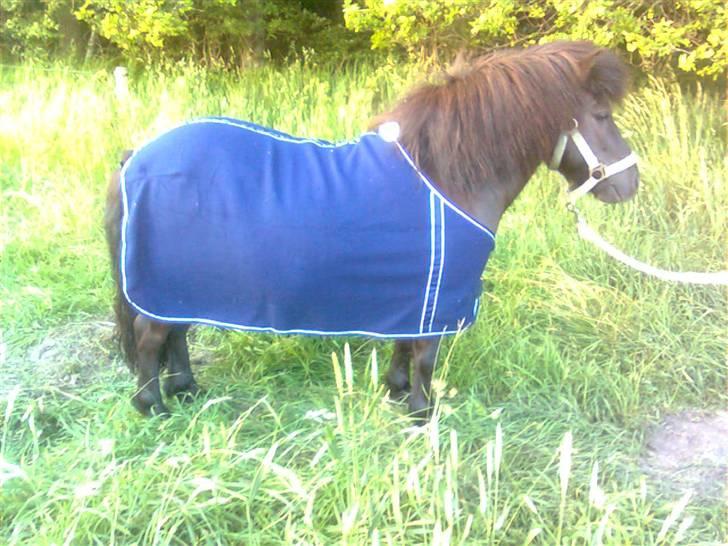 Shetlænder Lille Per billede 1