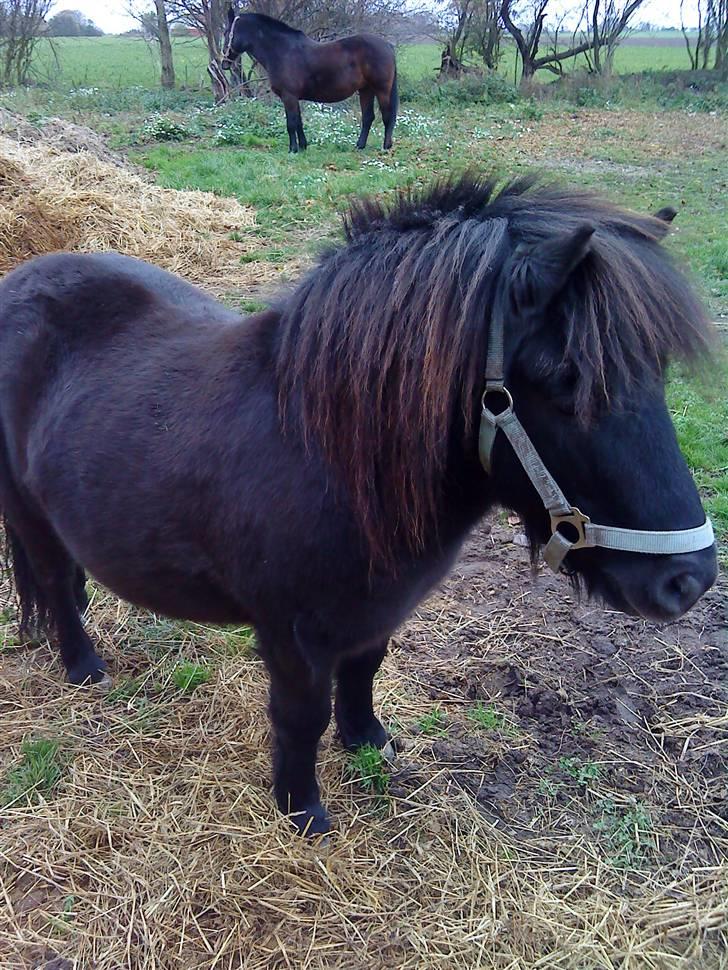 Shetlænder Lille Per billede 2