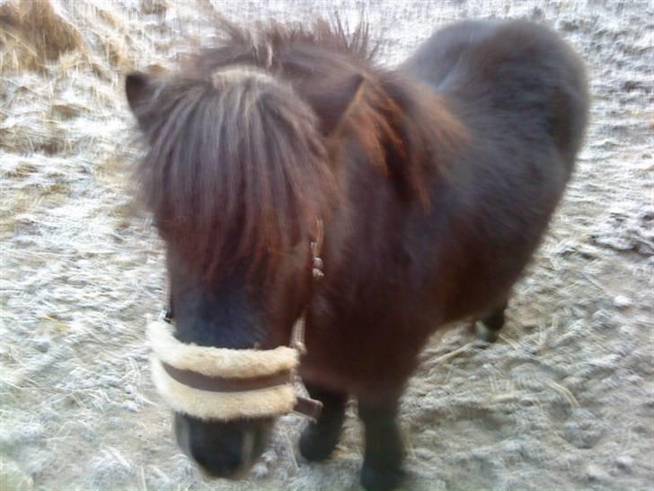 Shetlænder Lille Per billede 3