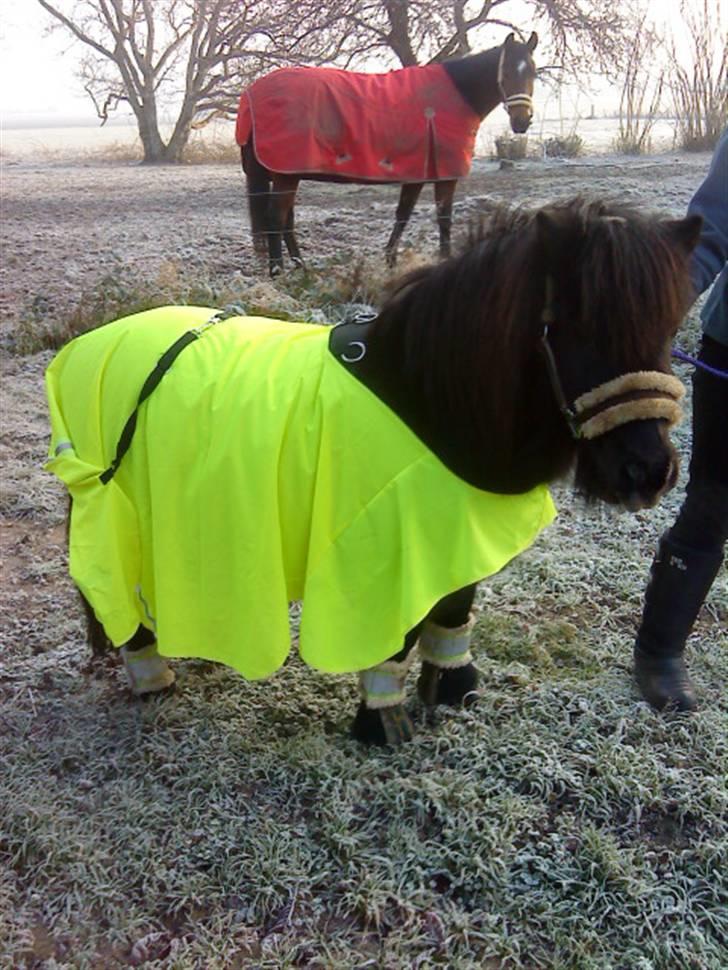 Shetlænder Lille Per billede 4