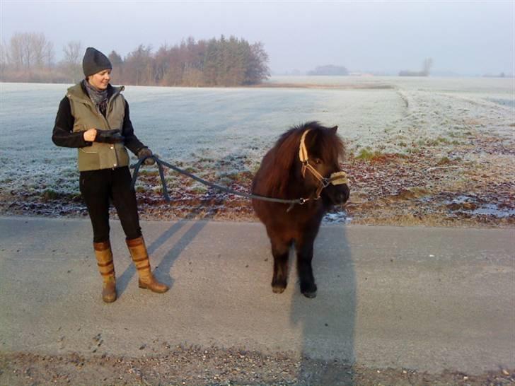 Shetlænder Lille Per billede 5