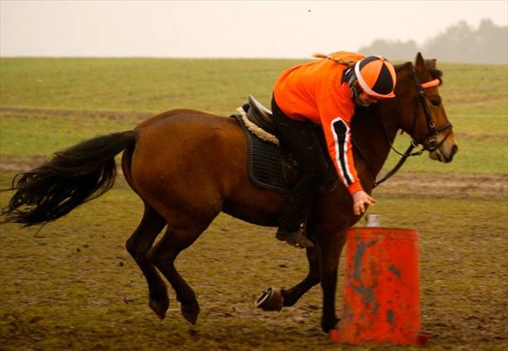 Anden særlig race Kiss Kiss Bang Bang DK  - Hug a Mug - forårs par billede 10