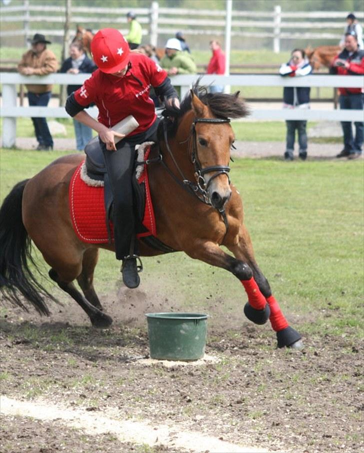 Anden særlig race Kiss Kiss Bang Bang DK  - Carton - nissecup, sverige 2010 billede 11