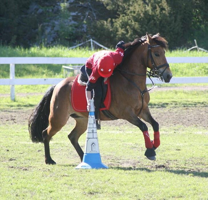 Anden særlig race Kiss Kiss Bang Bang DK  - Windsor -nissecup, sverige 2010 billede 13