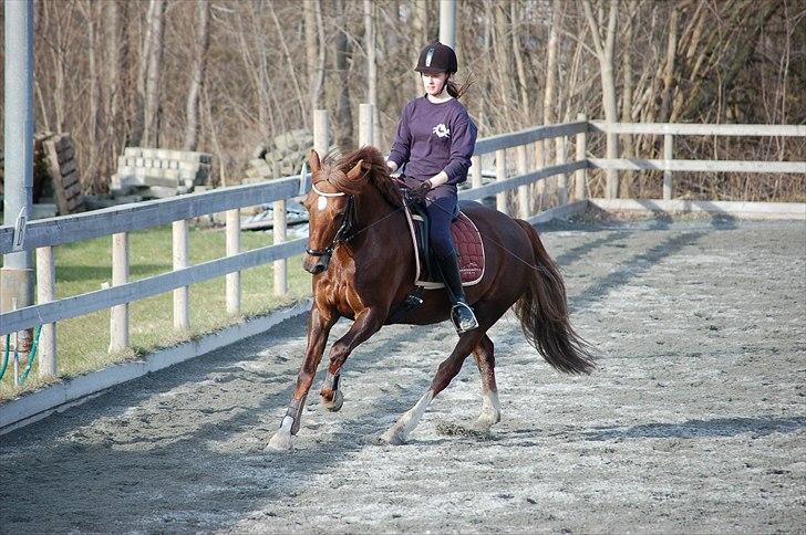 Welsh Cob (sec D) Menai On A Promise <3 - Til undervisning 31. marts 2010. - Taget af min far billede 3