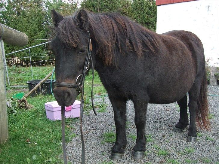Shetlænder Tulle - Så får Tulle sit eget hovedtøj! :) billede 9