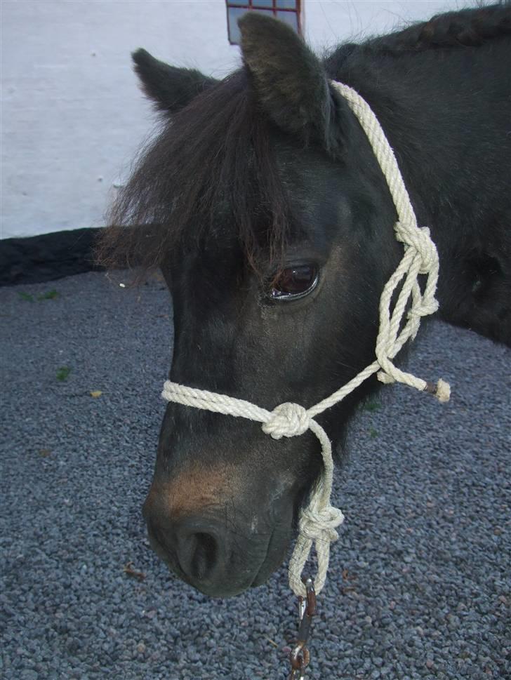 Shetlænder Tulle - Tulle med sin nye hjemmelavede rebgrime :D billede 10