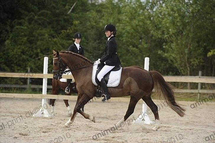 Welsh Cob (sec D) Menai On A Promise <3 - LA1 HJOR 29. august 2010 - Taget af Animal-Print billede 5