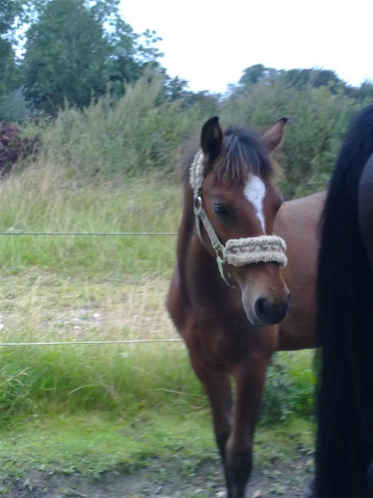 Anden særlig race Augustino - 6 mdr.  billede 11