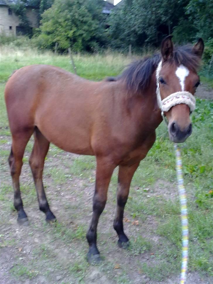 Anden særlig race Augustino - 6 mdr.  billede 12