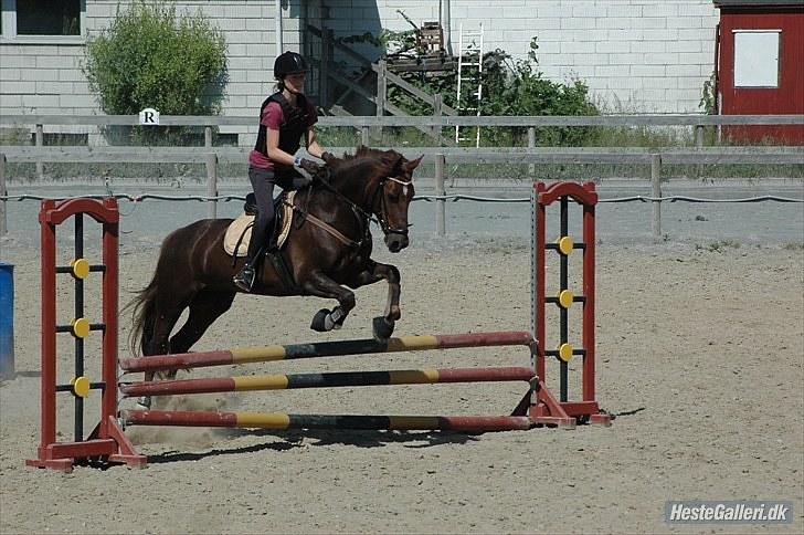 Welsh Cob (sec D) Menai On A Promise <3 - Spring 27. juni 2010. Promise var så fin! - Taget af Michala billede 7