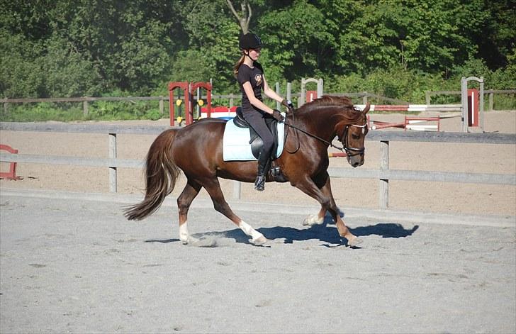 Welsh Cob (sec D) Menai On A Promise <3 - Galop :) - Taget af Pernille billede 8