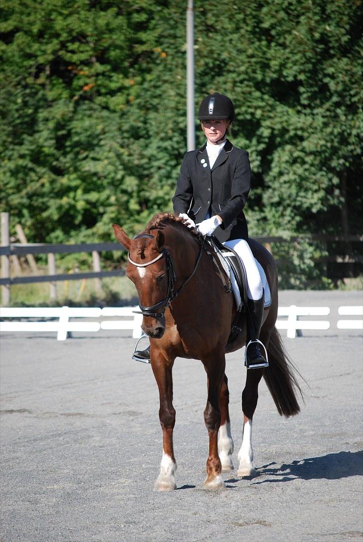 Welsh Cob (sec D) Menai On A Promise <3 - Klubmesterskab 2010 - smuk parade :p - Taget af Sasha billede 10