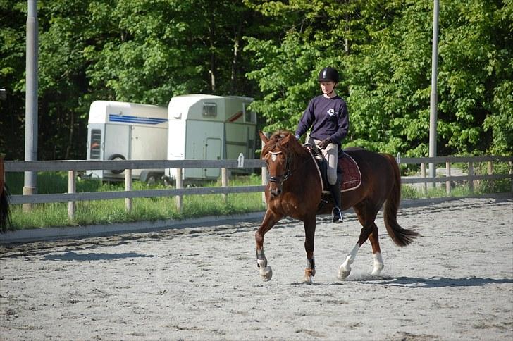Welsh Cob (sec D) Menai On A Promise <3 - Træning 29. maj 2010 - Taget af min mor billede 12