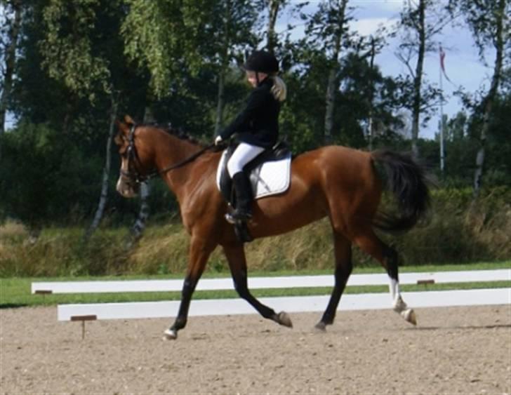 DSP Hedemands Tanita billede 2