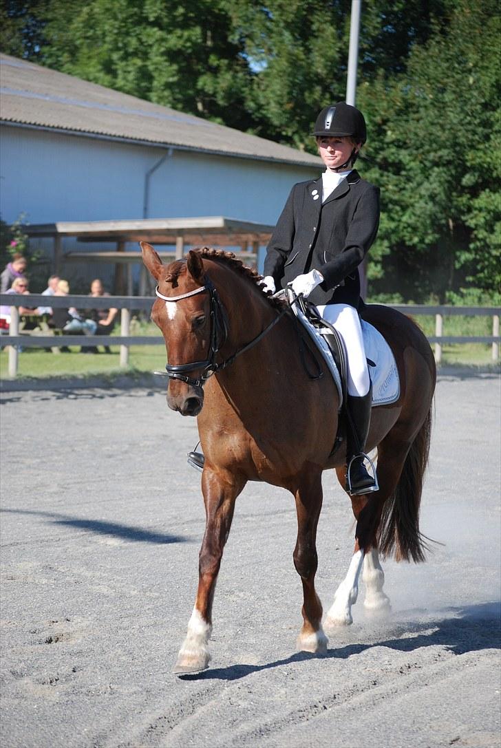 Welsh Cob (sec D) Menai On A Promise <3 - Klubmesterskab 2010. Lækre dyr :p - Taget af Sasha billede 14