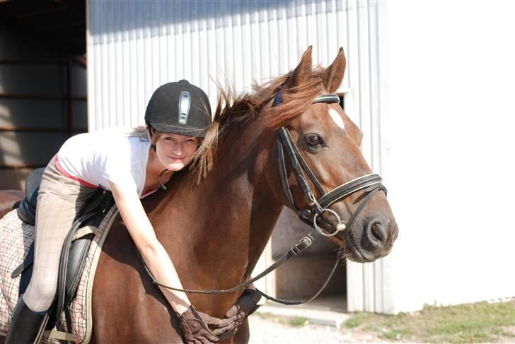 Welsh Cob (sec D) Menai On A Promise <3 - Promise & jeg :D - Taget af Sasha billede 15