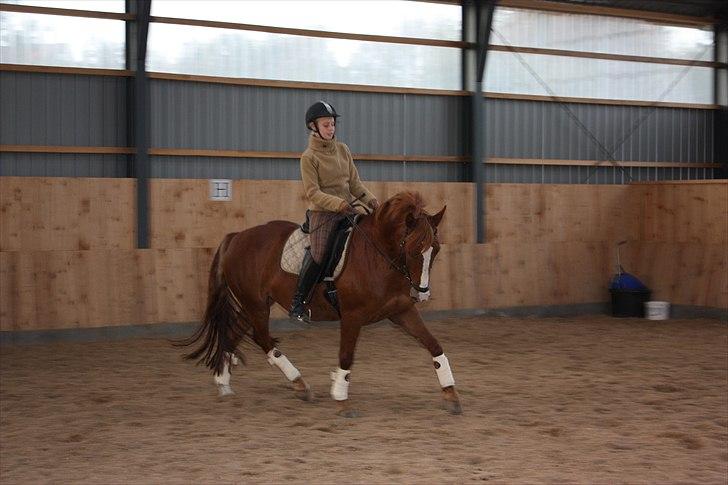 Anden særlig race Gari - efterår 2010 billede 11