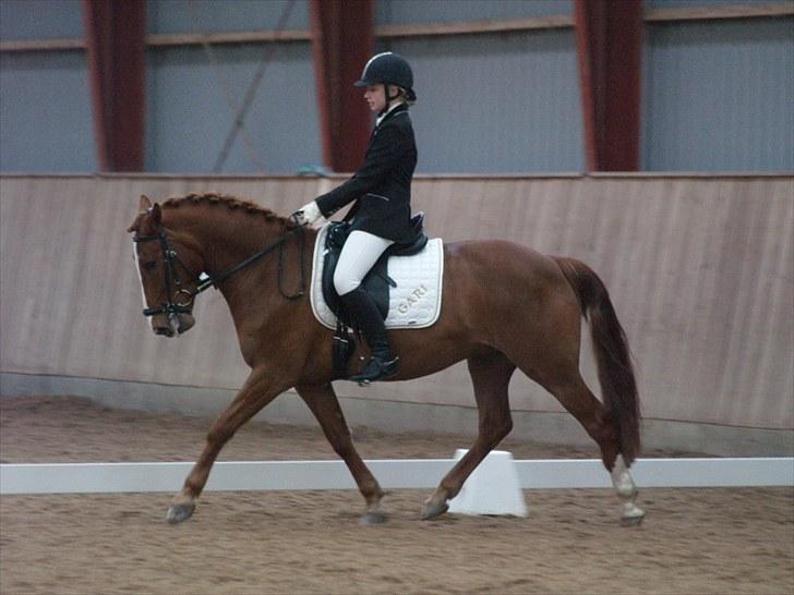 Anden særlig race Gari - stævne på HØJ, fotograf Mie Winding billede 12