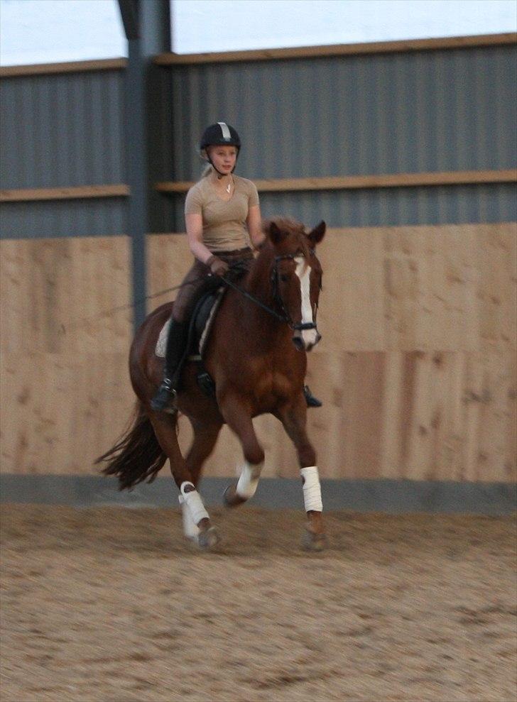 Anden særlig race Gari - efterår 2010 billede 13