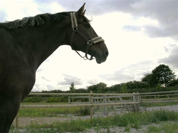 Dansk Varmblod CLAIRE - claire sommer 2009 billede 10