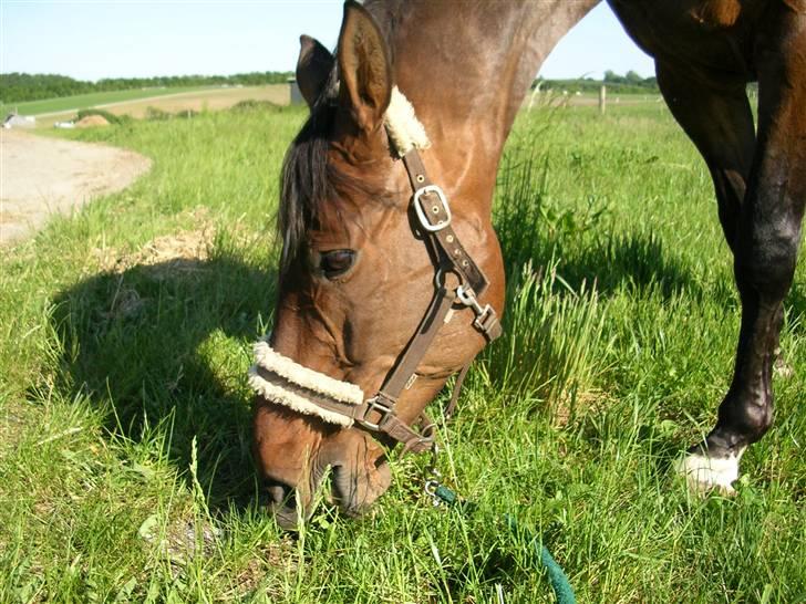 Dansk Varmblod CLAIRE - claire sommer 2009 billede 11