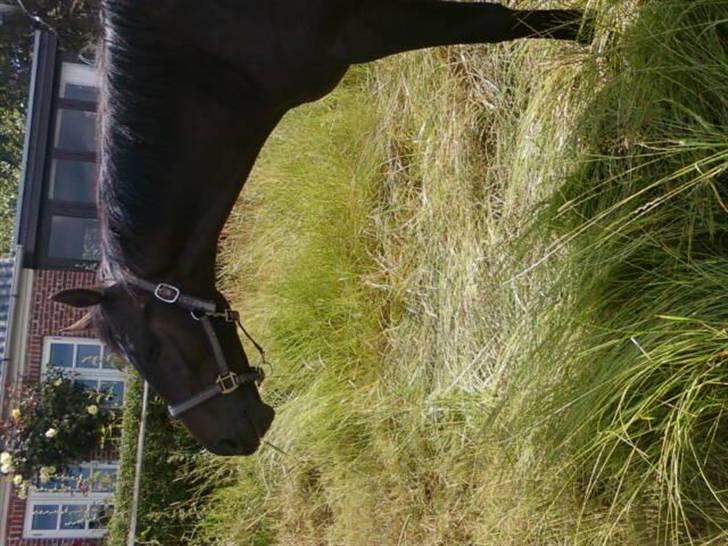 Dansk Varmblod loree quintus (junior) billede 4