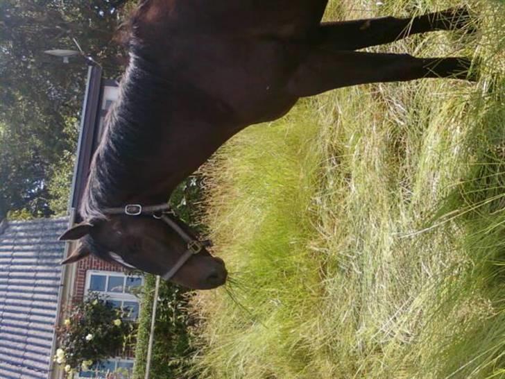 Dansk Varmblod loree quintus (junior) billede 5